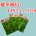 【金阳太阳白】越冬型白菜苔种子苔白苔粗口感好年后采收