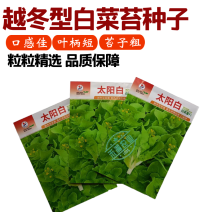 【金阳太阳白】越冬型白菜苔种子苔白苔粗口感好年后采收