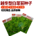 【金阳太阳白】越冬型白菜苔种子苔白苔粗口感好年后采收