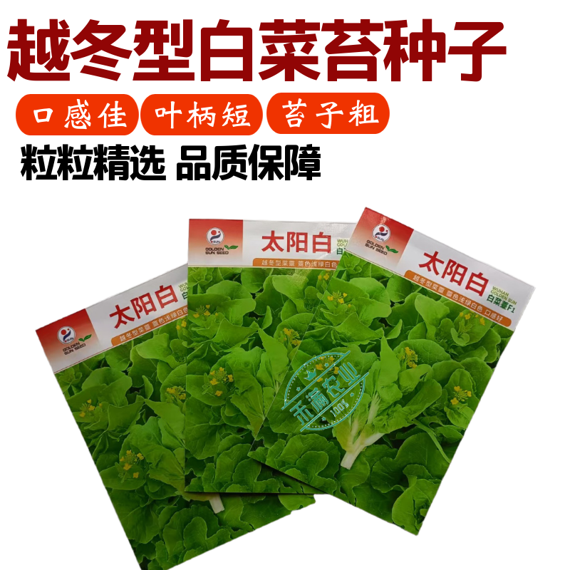 【金阳太阳白】越冬型白菜苔种子苔白苔粗口感好年后采收