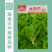 【金阳太阳白】越冬型白菜苔种子苔白苔粗口感好年后采收