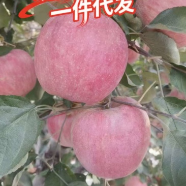 【辽宁苹果】绥中县寒富苹果/电商团购一件代发/便宜