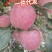 【辽宁苹果】绥中县寒富苹果/电商团购一件代发/便宜
