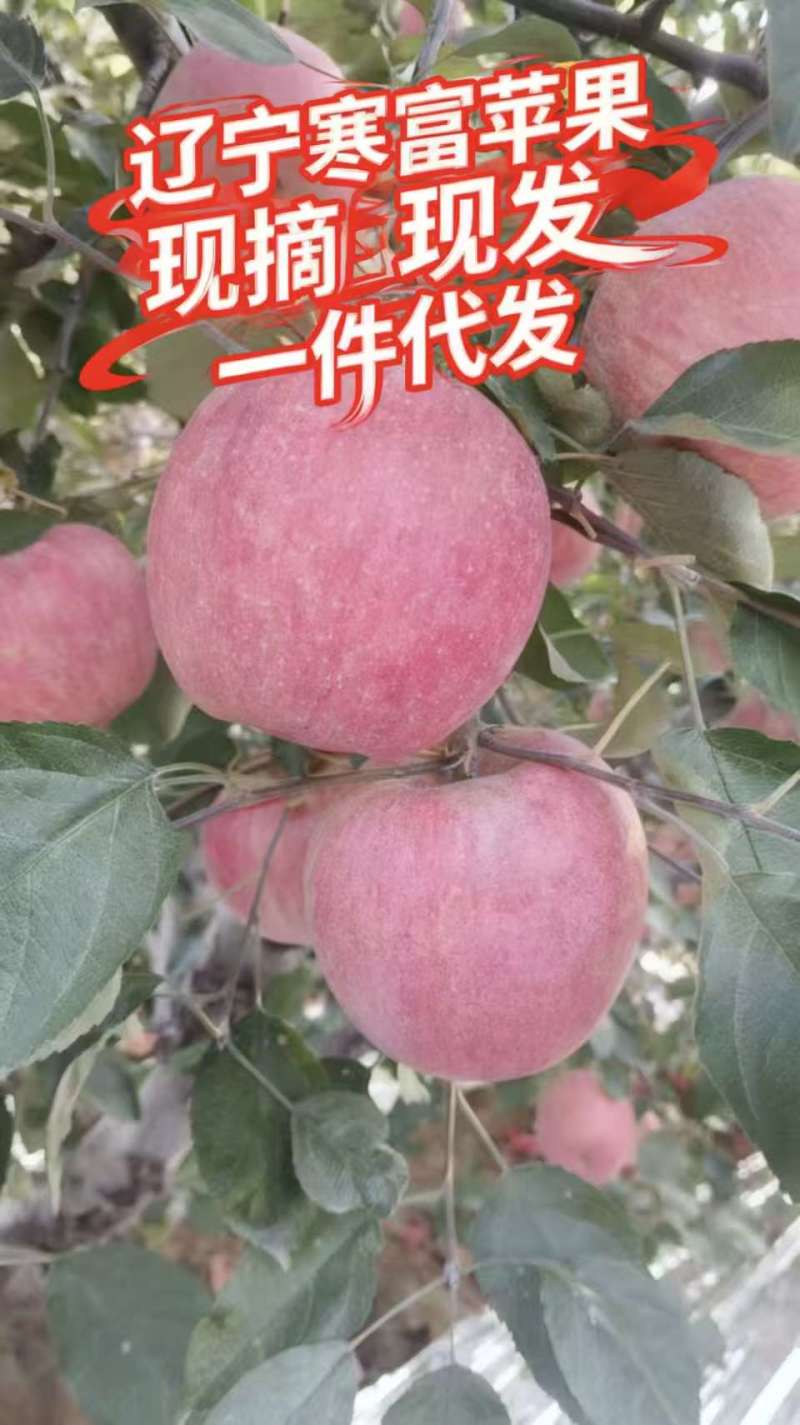 【辽宁苹果】绥中县寒富苹果/电商团购一件代发/便宜
