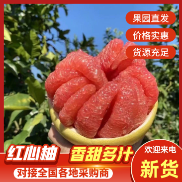 红心柚大量上市一手货源品质保证欢迎来电洽谈诚信