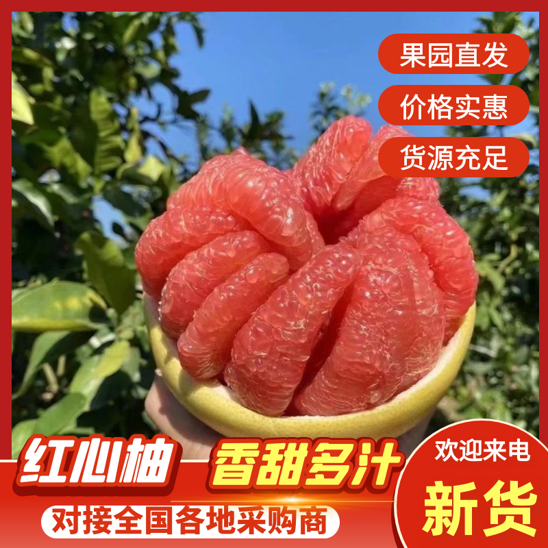 红心柚大量上市一手货源品质保证欢迎来电洽谈诚信