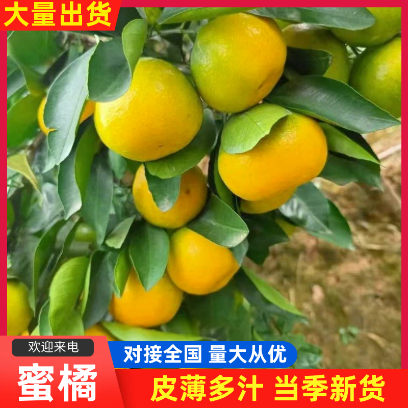 湖北蜜橘宜昌蜜橘正宗高山蜜橘对接商超市场电商欢迎咨询