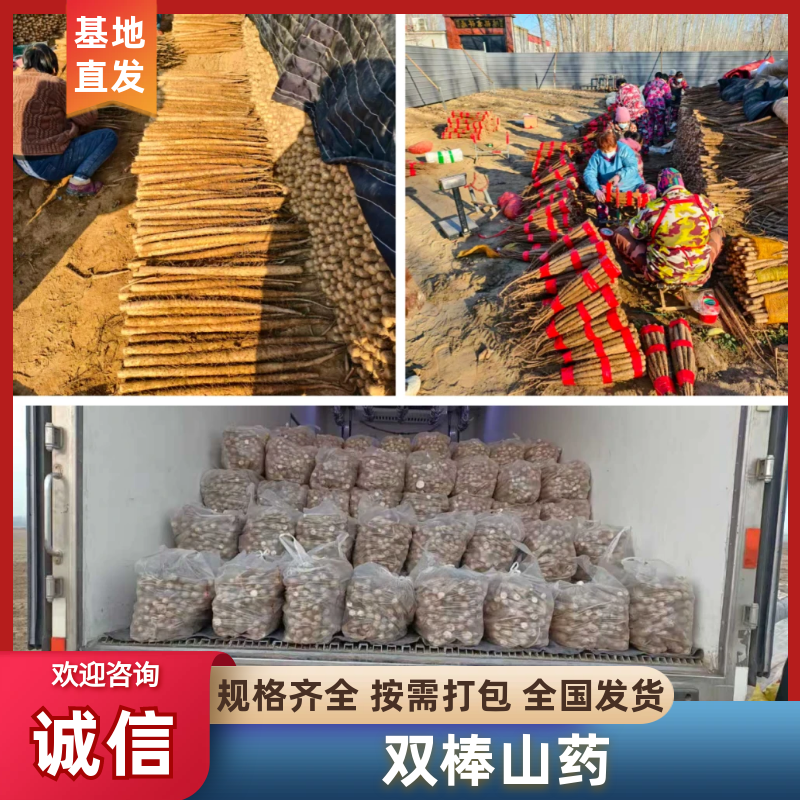 电商双棒山药可按需装货河北山药饶阳山药可批发零售规格齐全