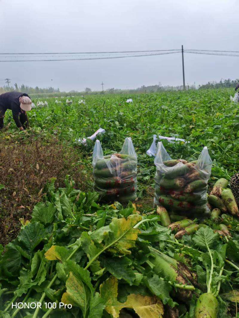 【精选水果萝卜】陕西基地直供质量保证一手货源全国发货