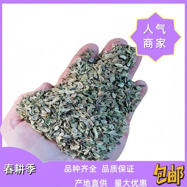 防风种子防风籽批发零售包芽率包邮