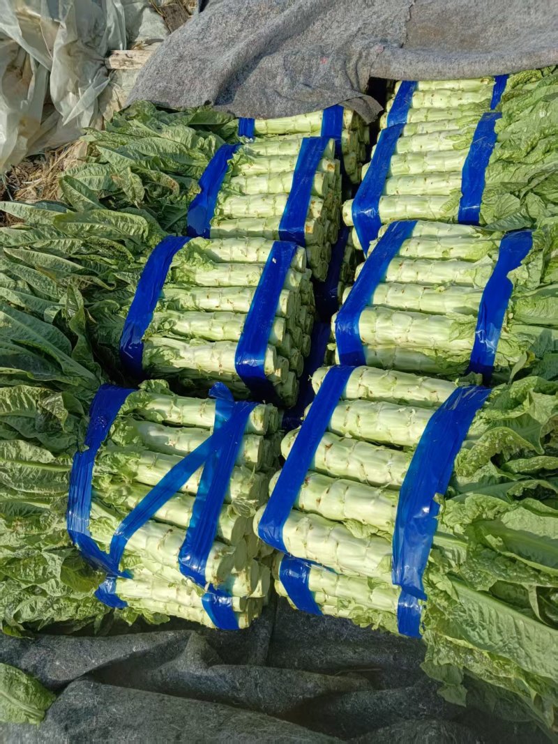 万亩基地红叶香莴笋莴苣对接全国客户保质保量货源充足