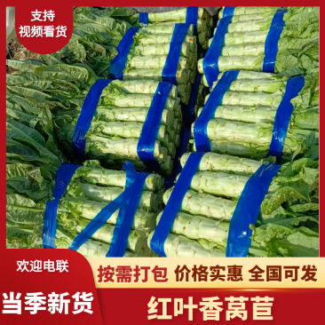万亩基地红叶香莴笋莴苣对接全国客户保质保量货源充足