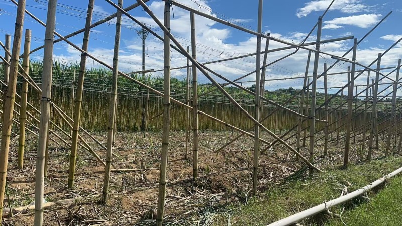 云南精选黄皮甘蔗基地直供质量保证一手货源全国发货