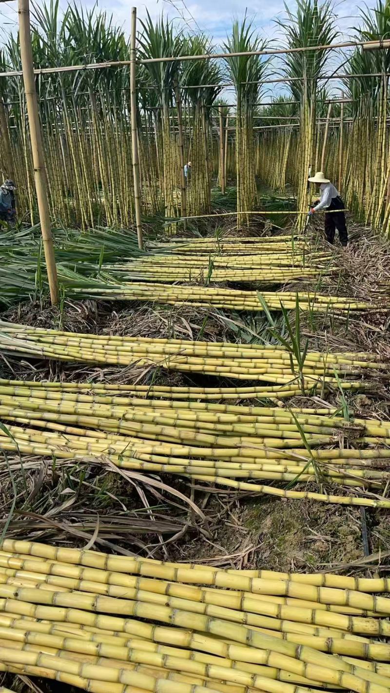 云南精选黄皮甘蔗基地直供质量保证一手货源全国发货