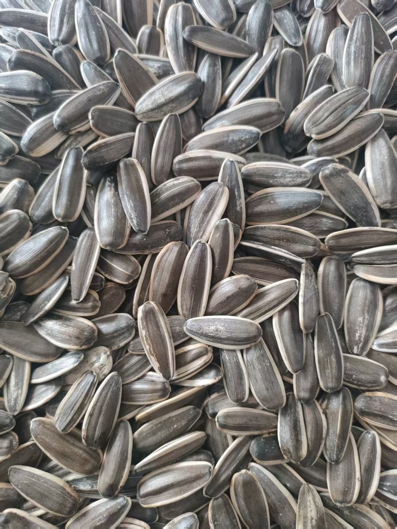 河南大量葵花籽供应品质保证量大价优欢迎来电洽谈