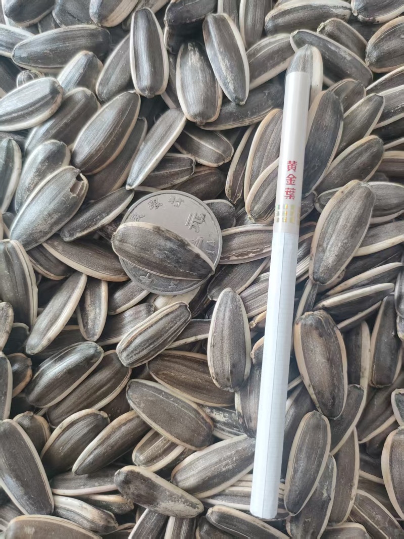 河南大量葵花籽供应品质保证量大价优欢迎来电洽谈
