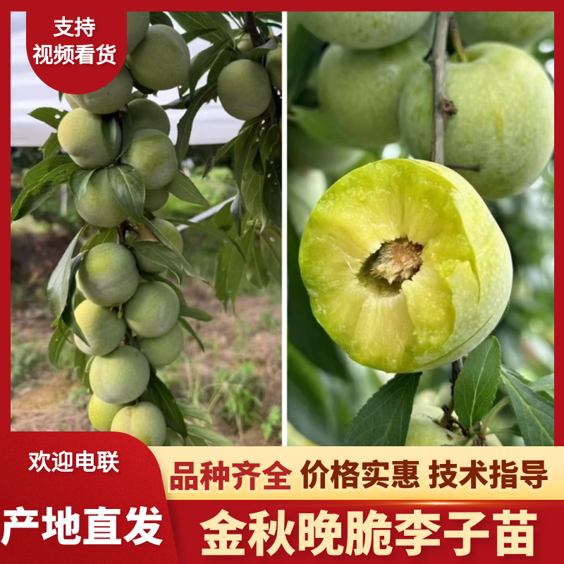 巫山脆李苗金秋晚脆李苗酥脆味甜中晚熟李特丰产半离核