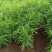 云南精品大姜自家种植现挖现发对接市场加工厂电商
