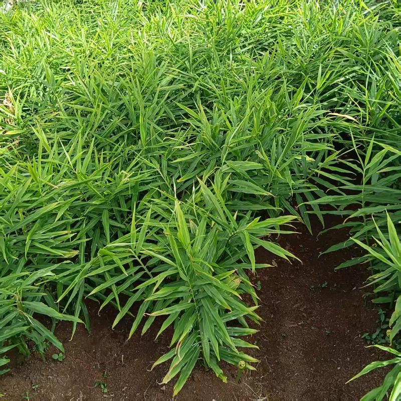云南精品大姜自家种植现挖现发对接市场加工厂电商