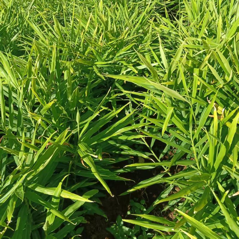 云南精品大姜自家种植现挖现发对接市场加工厂电商