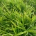 云南精品大姜自家种植现挖现发对接市场加工厂电商