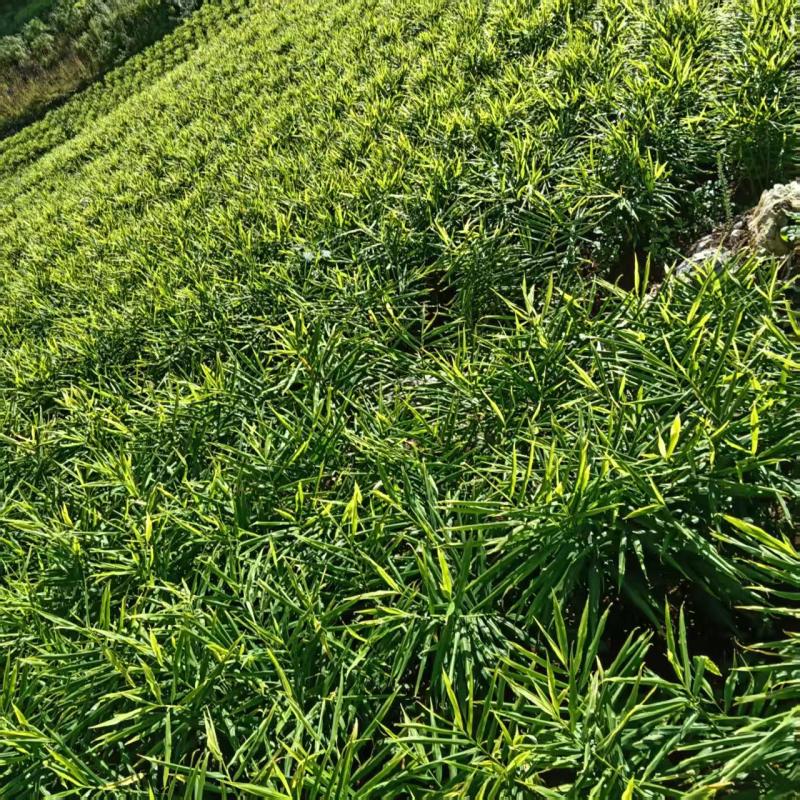 云南精品大姜自家种植现挖现发对接市场加工厂电商