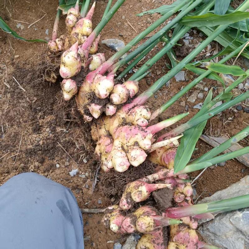云南精品大姜自家种植现挖现发对接市场加工厂电商