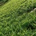 云南高山生姜品质保证现挖现发自家种植一手货源来电