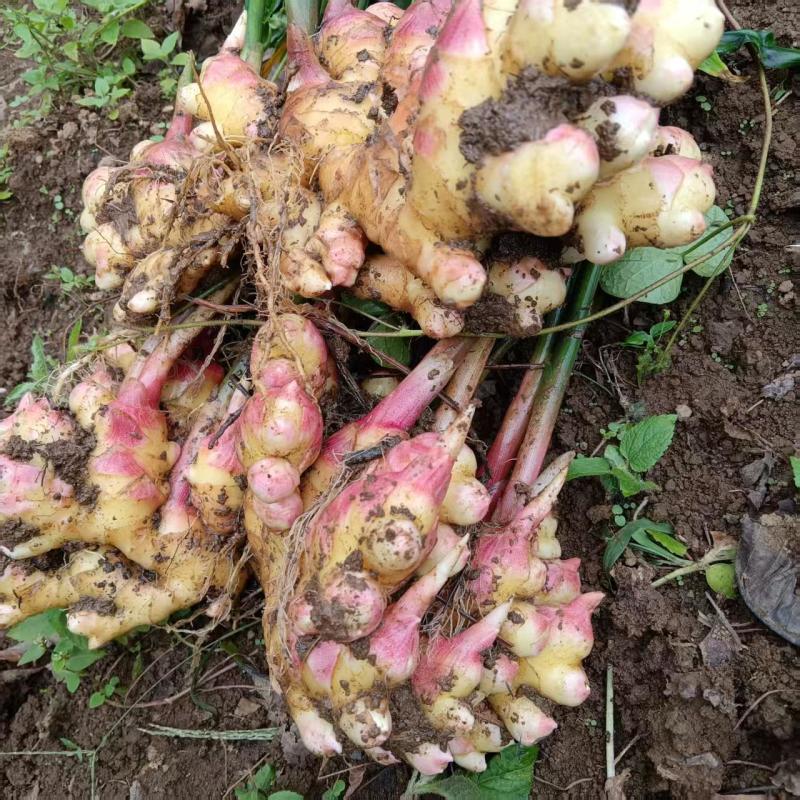 云南高山生姜品质保证现挖现发自家种植一手货源来电