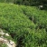 云南高山生姜品质保证现挖现发自家种植一手货源来电