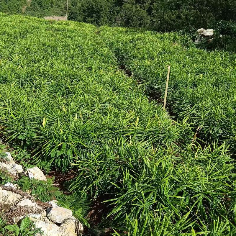 云南高山生姜品质保证现挖现发自家种植一手货源来电