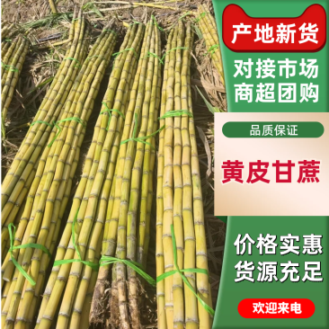 云南黄皮甘蔗脆甜多汁对接全国市场量大从优价格美丽质量好