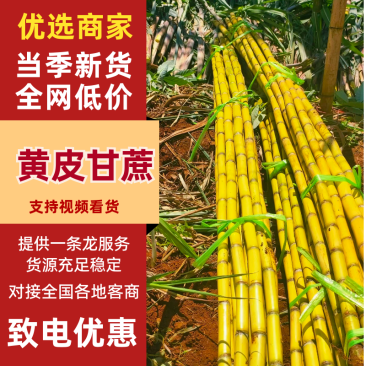 云南黄皮甘蔗大量有货产地直发品质保证可视频看货