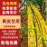 云南黄皮甘蔗大量有货产地直发品质保证可视频看货
