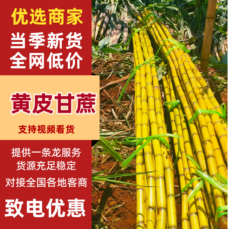 云南黄皮甘蔗大量有货产地直发品质保证可视频看货