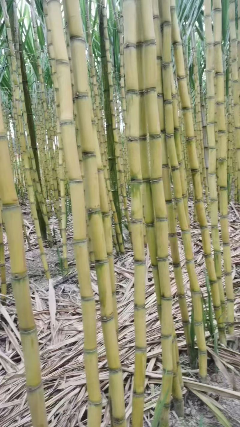 云南黄皮甘蔗大量有货产地直发品质保证可视频看货