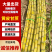 精品黄皮甘蔗云南西双版纳产地直发大量有货