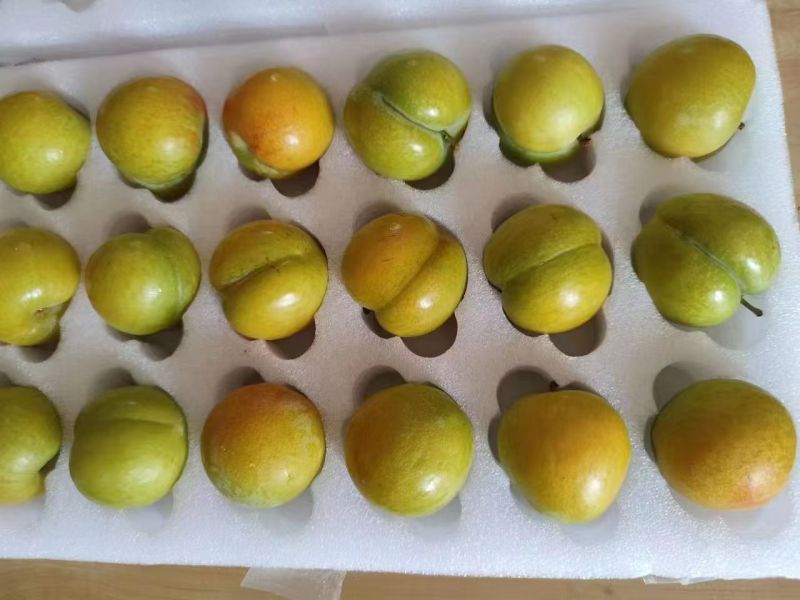 蜂糖李优系龙李苗，早产丰产质脆味甜蜂糖李升级品种