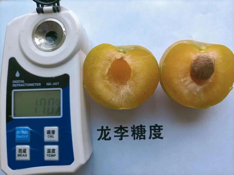 蜂糖李优系龙李苗，早产丰产质脆味甜蜂糖李升级品种