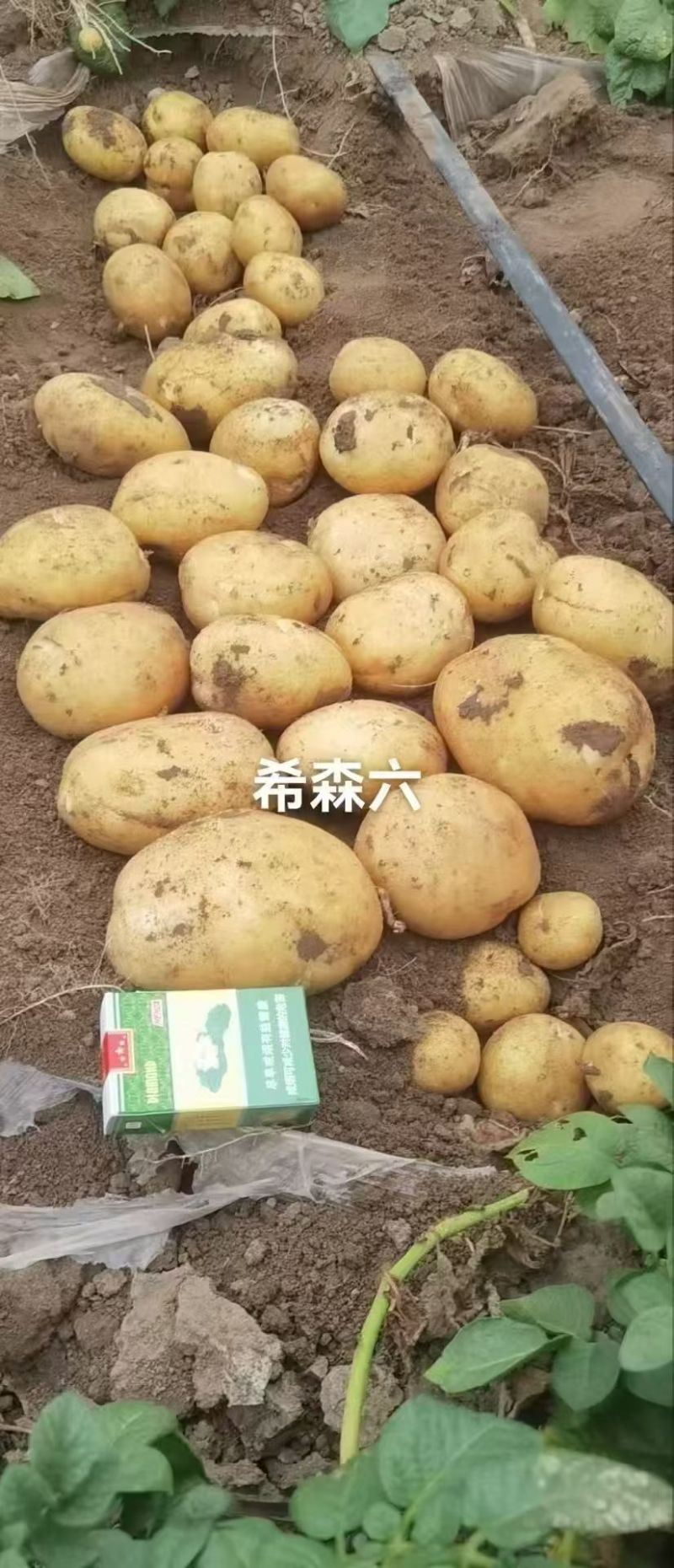内蒙黄心土豆新鲜上市价格美丽软糯香甜整车走货快欢迎询价