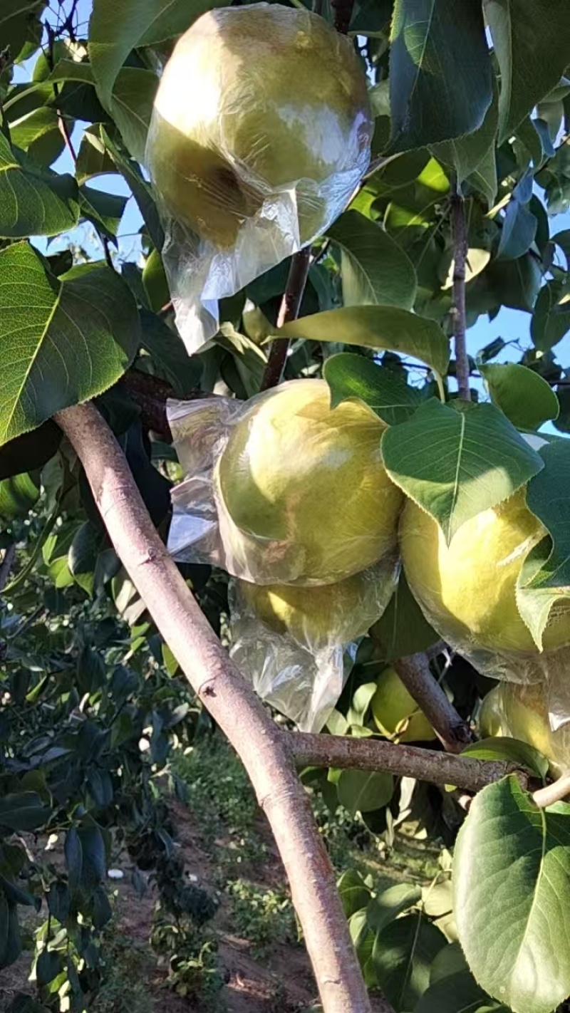 隰县玉露香梨上市自己种植一手货源品质保证来电详谈