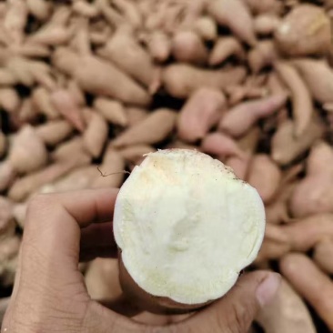 精选商薯淀粉薯山东基地直供一手货源质量保证全国发货