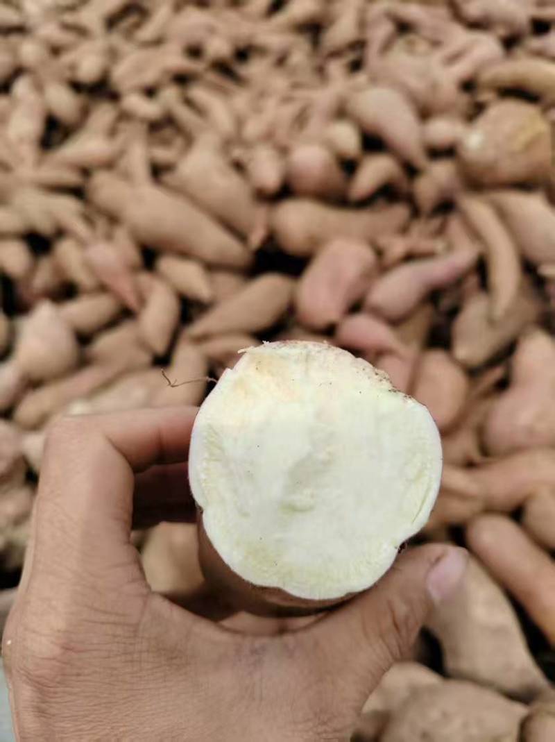 精选商薯淀粉薯山东基地直供一手货源质量保证全国发货