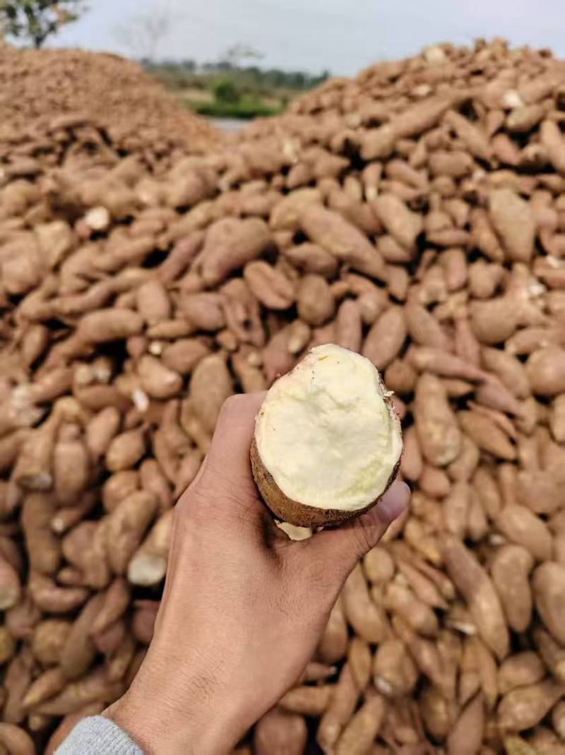 精选商薯淀粉薯山东基地直供一手货源质量保证全国发货