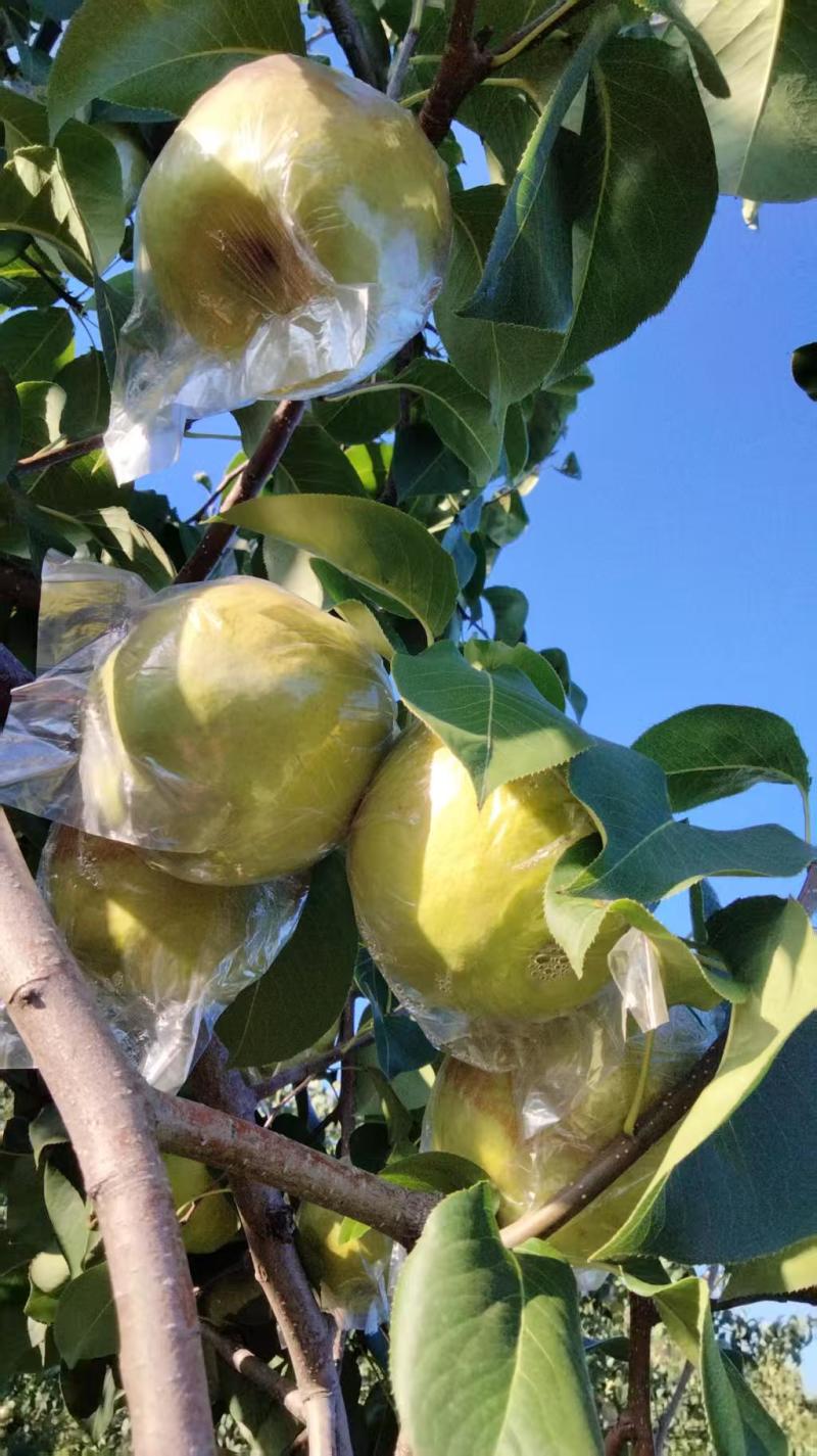 隰县玉露香梨上市自己种植一手货源品质保证来电详谈