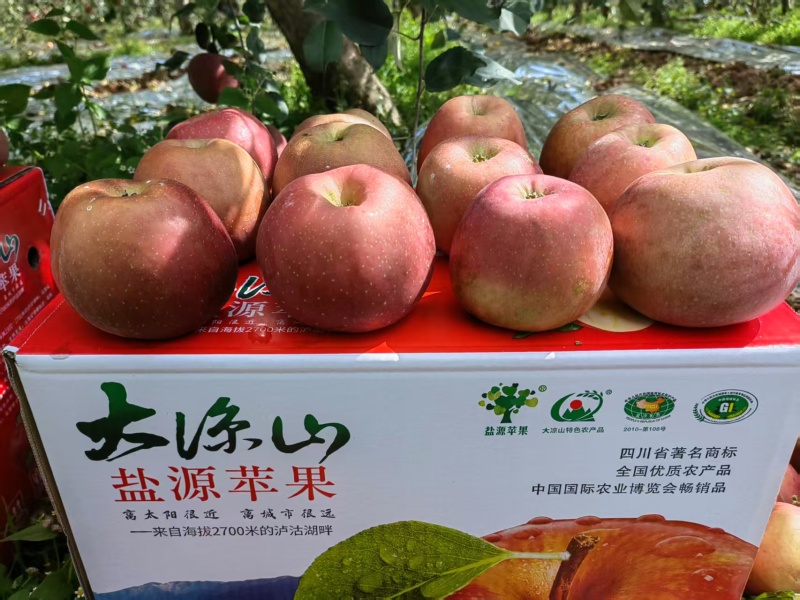 四川凉山精品丑苹果/量大价优/可一件/代发/欢迎咨询