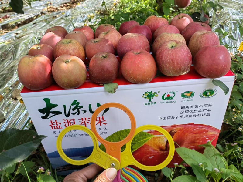四川凉山精品丑苹果/量大价优/可一件/代发/欢迎咨询