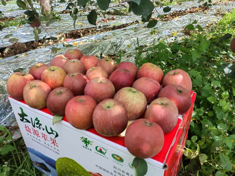 四川凉山精品丑苹果/量大价优/可一件/代发/欢迎咨询
