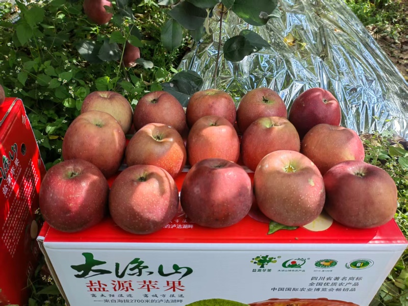 四川凉山精品丑苹果/量大价优/可一件/代发/欢迎咨询