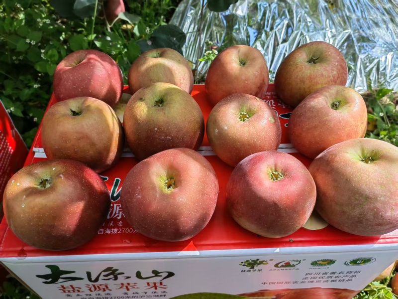 四川凉山盐源丑苹果/量大价优/可一件/代发/欢迎咨询